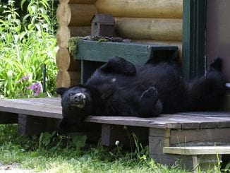 The Smokies: What to do if you see a black bear