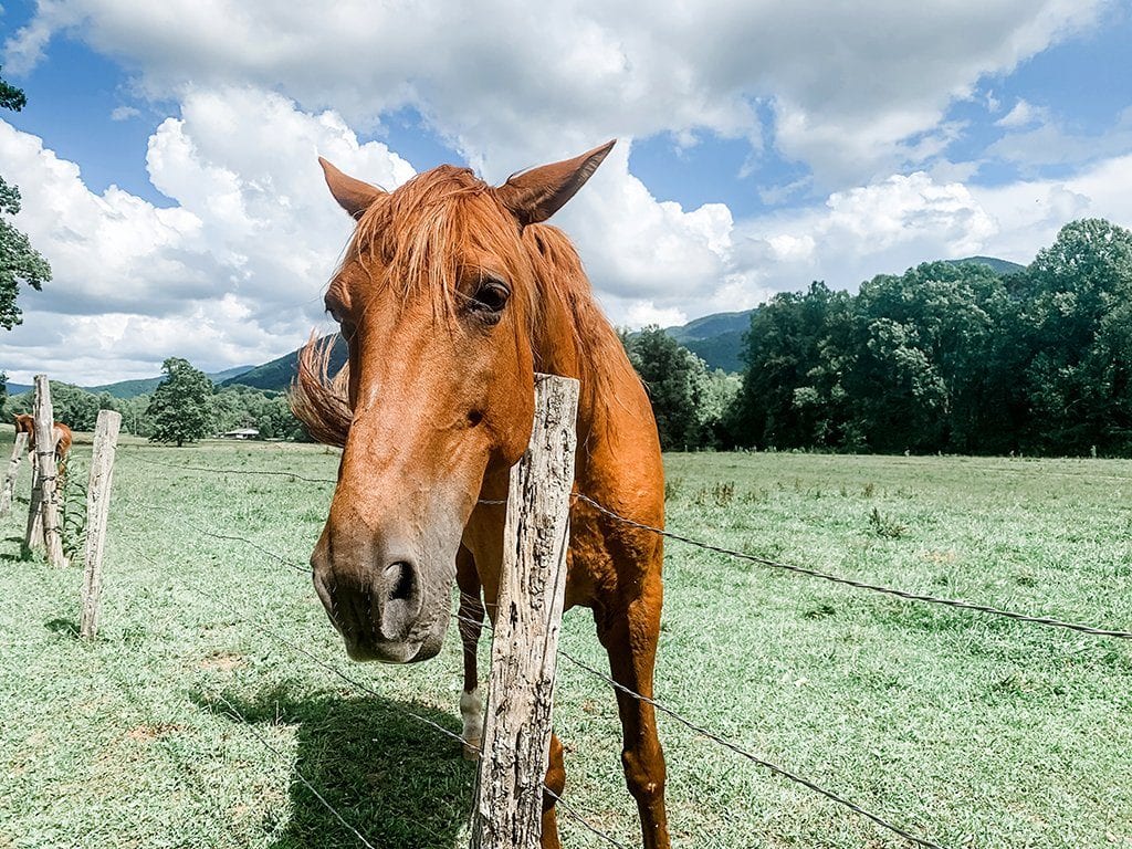 This horse seems happy to be rid of the vehicle traffic too (photo by Morgan Overholt/TheSmokies.com)