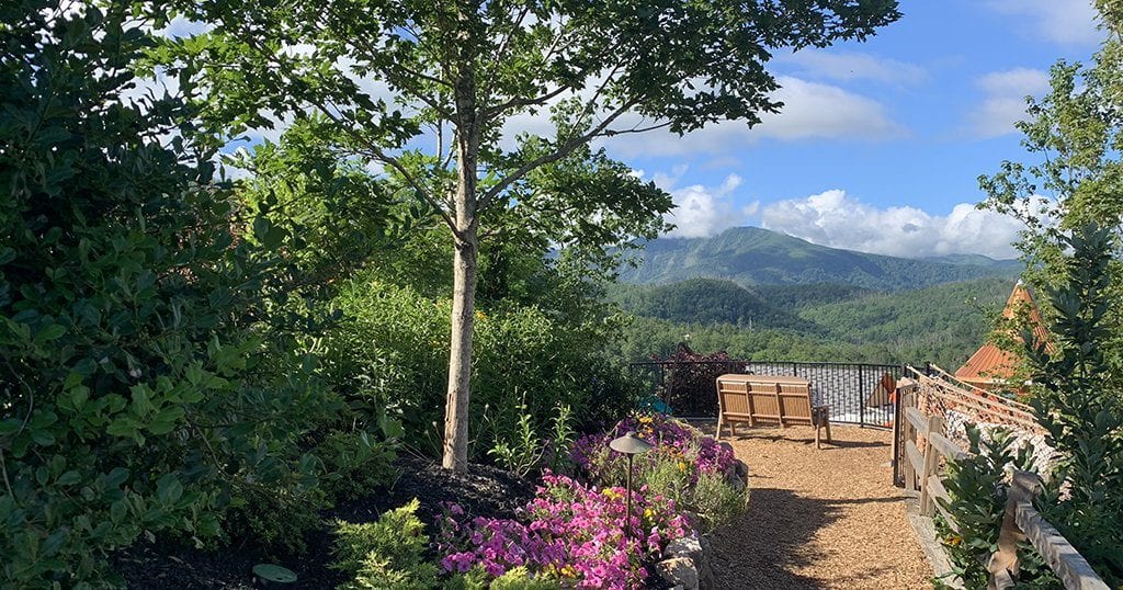 Over 350 trees have been planted at Anakeesta since the park's opening three years ago (photo by Morgan Overholt/TheSmokies.com)