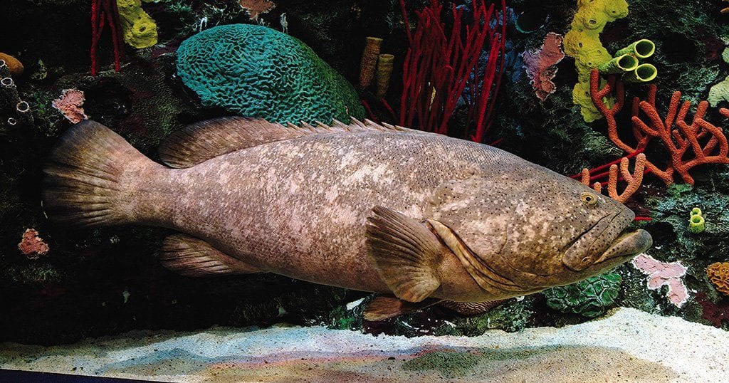 That giant fish in that one tank. (photo courtesy of Ripley's Aquarium of the Smokies)