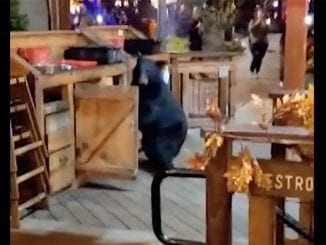 A video posted to Facebook by Tyler Crawford shows a bear attempting to rummage through a trash can at Anakeesta's Smokehouse restaurant on Tuesday night (photo by Tyler Crawford)