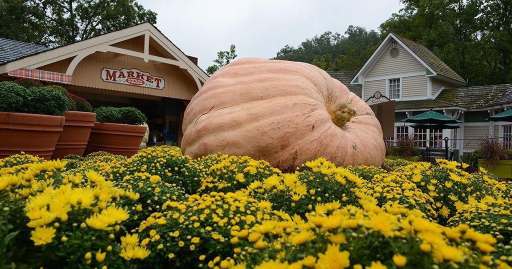 Wolf's 1507-lb pumpkin is the largest pumpkin on display at Dollywood's Harvest Festival (photo by Daniel Munson/TheSmokies.com)