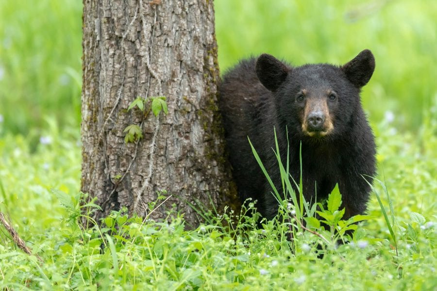Cades Cove black bear