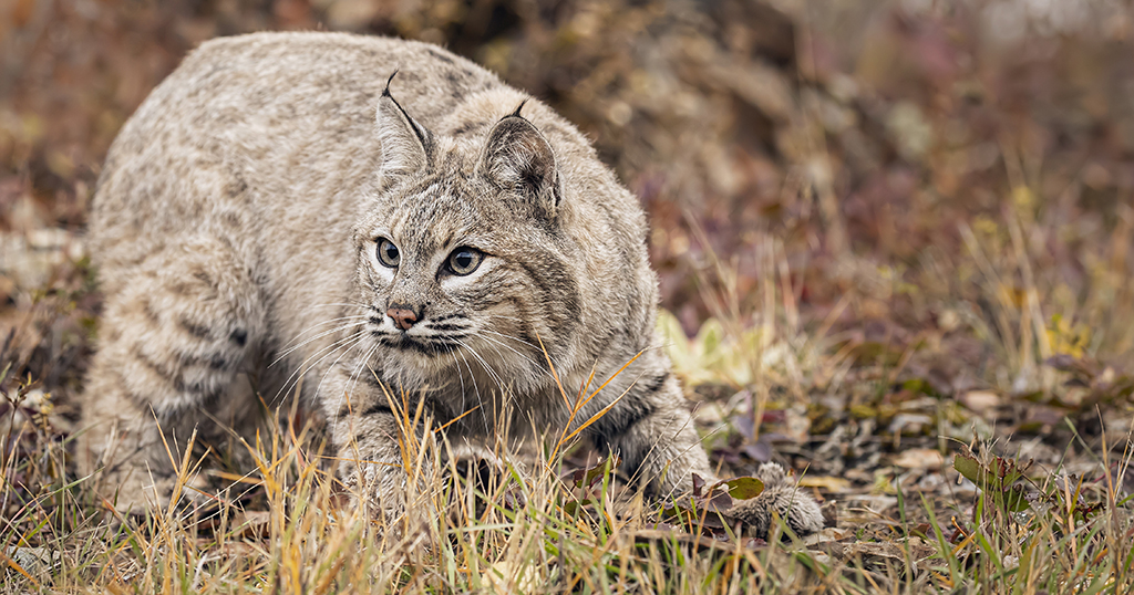 Are There Bobcats In Tennessee Are Bobcats Dangerous Are There Bobcats In Tennessee Are Bobcats Dangerous