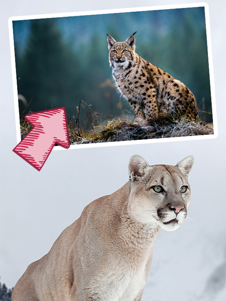 Mountain lion vs bobcat, what's the difference?