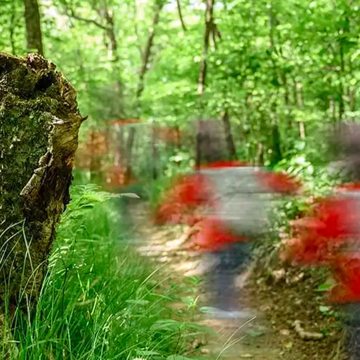canabals Feral Humans in the Smoky Mountains? What Happened to Dennis Martin